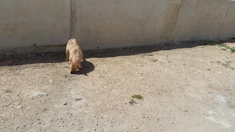 Residencia canina Alcázar de San Juan