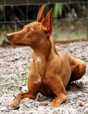 Residencia canina en Madrid