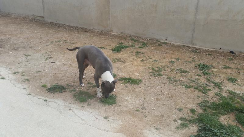 Residencia canina Valdepeñas