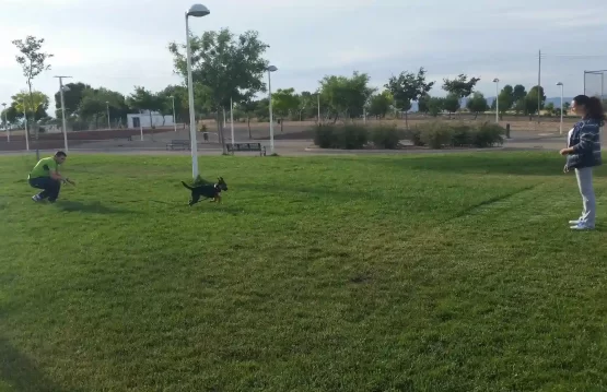 Ejercicio de llamada con Kala en el parque Perra mestiza de pastor alemán llamada Kala corriendo en un parque verde hacia su tutora durante un ejercicio de llamada, acompañados por su educador canino.