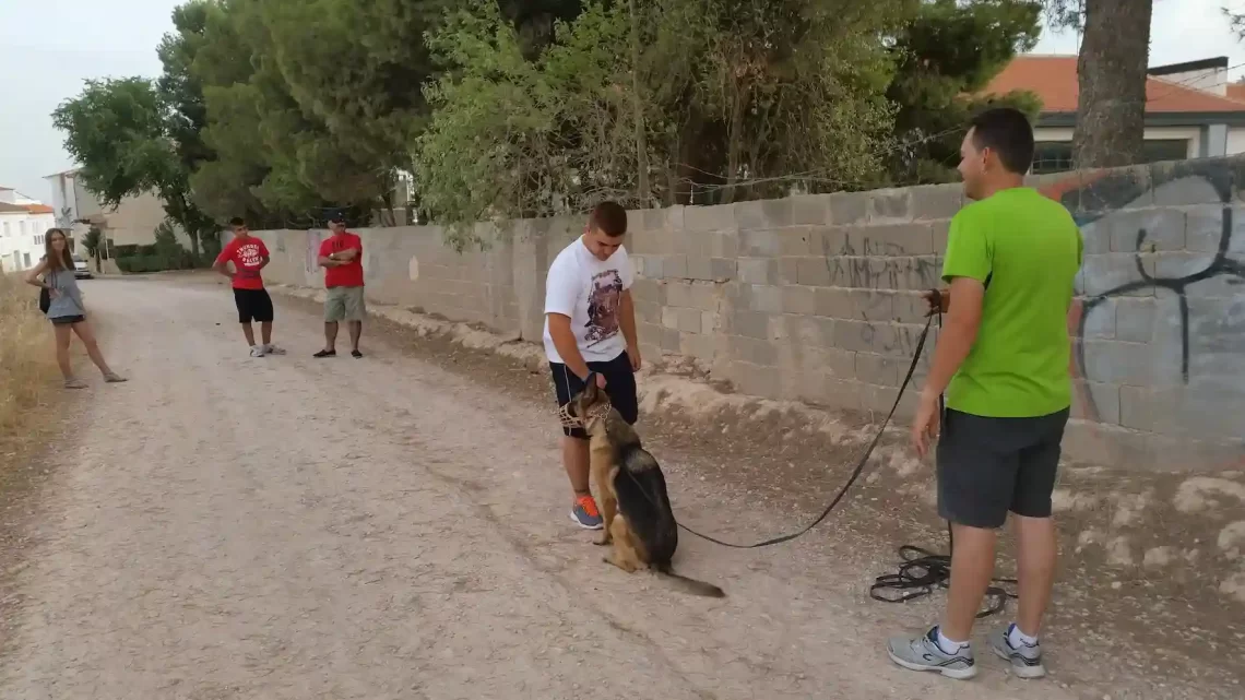 Sesión de adiestramiento canino en Ciudad Real Adiestramiento canino en Ciudad Real con perro pastor alemán trabajando junto a su tutor y el educador.